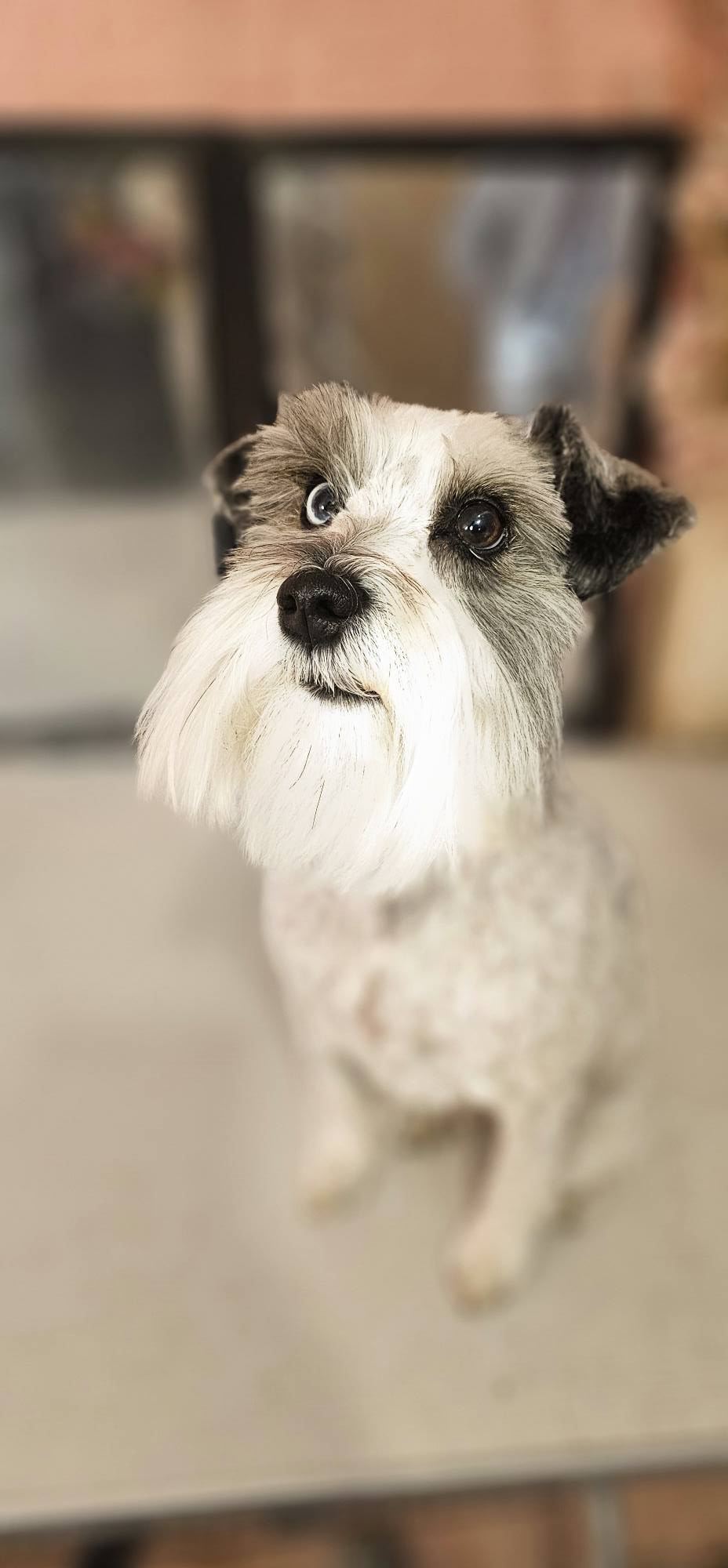 Close up of a fluffy poodle mix with a fresh haircut