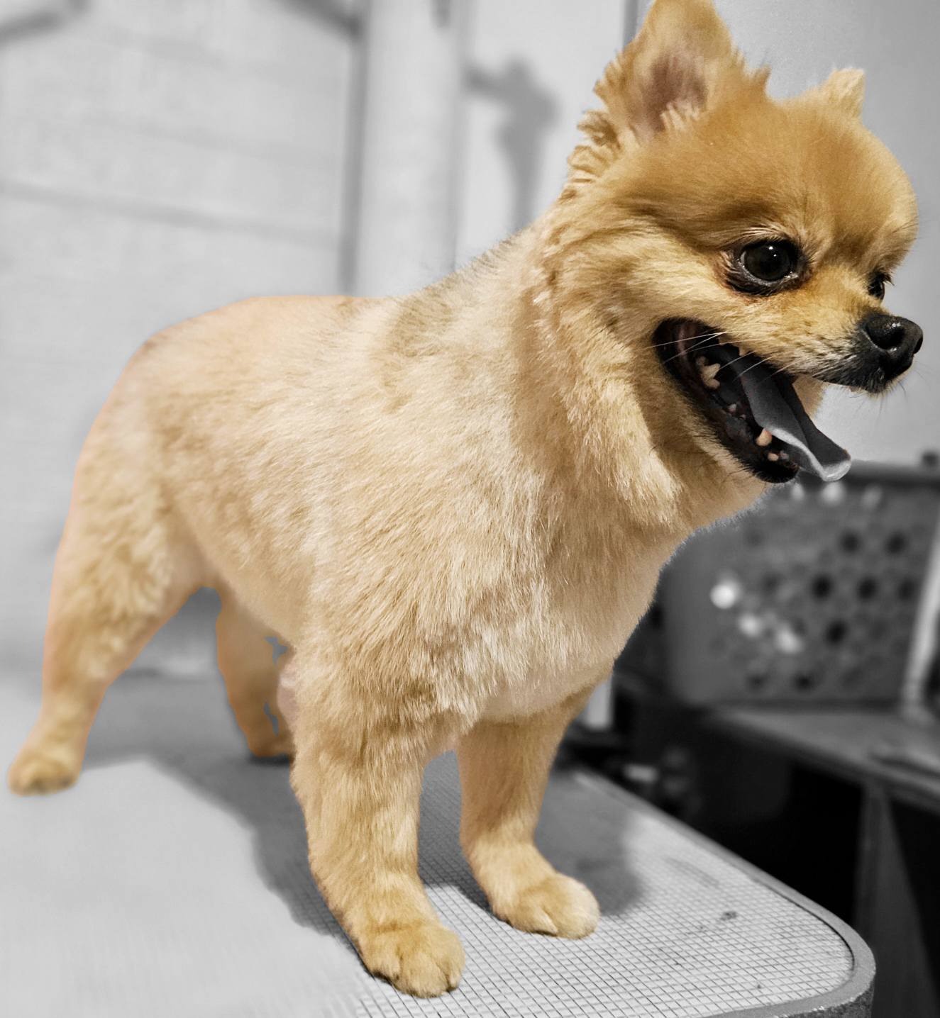 Golden doodle sitting proudly after grooming