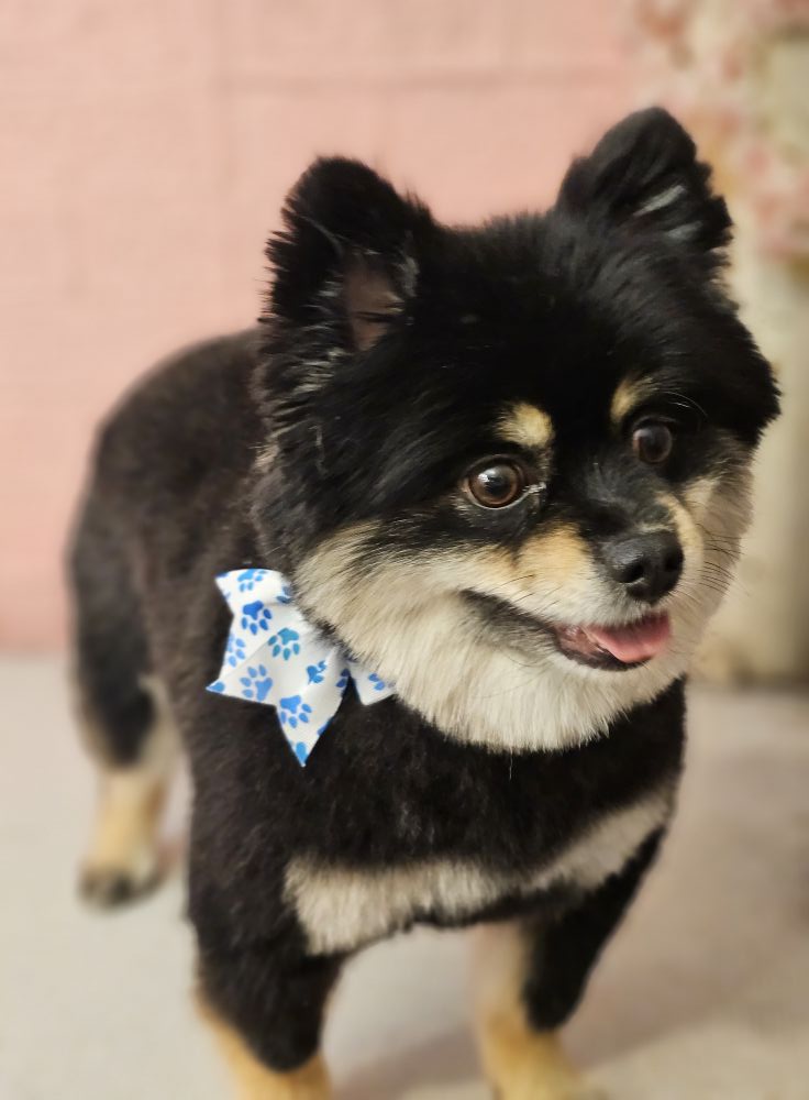 Terrier looking sharp with trimmed fur