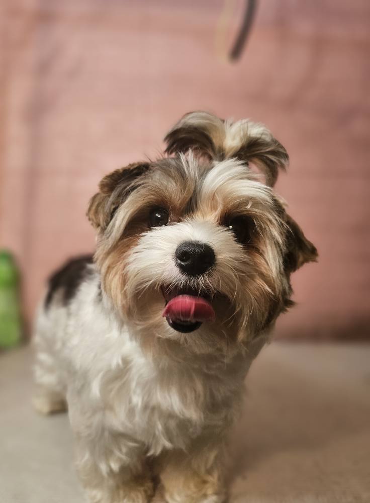 Cute small dog with a bow tie