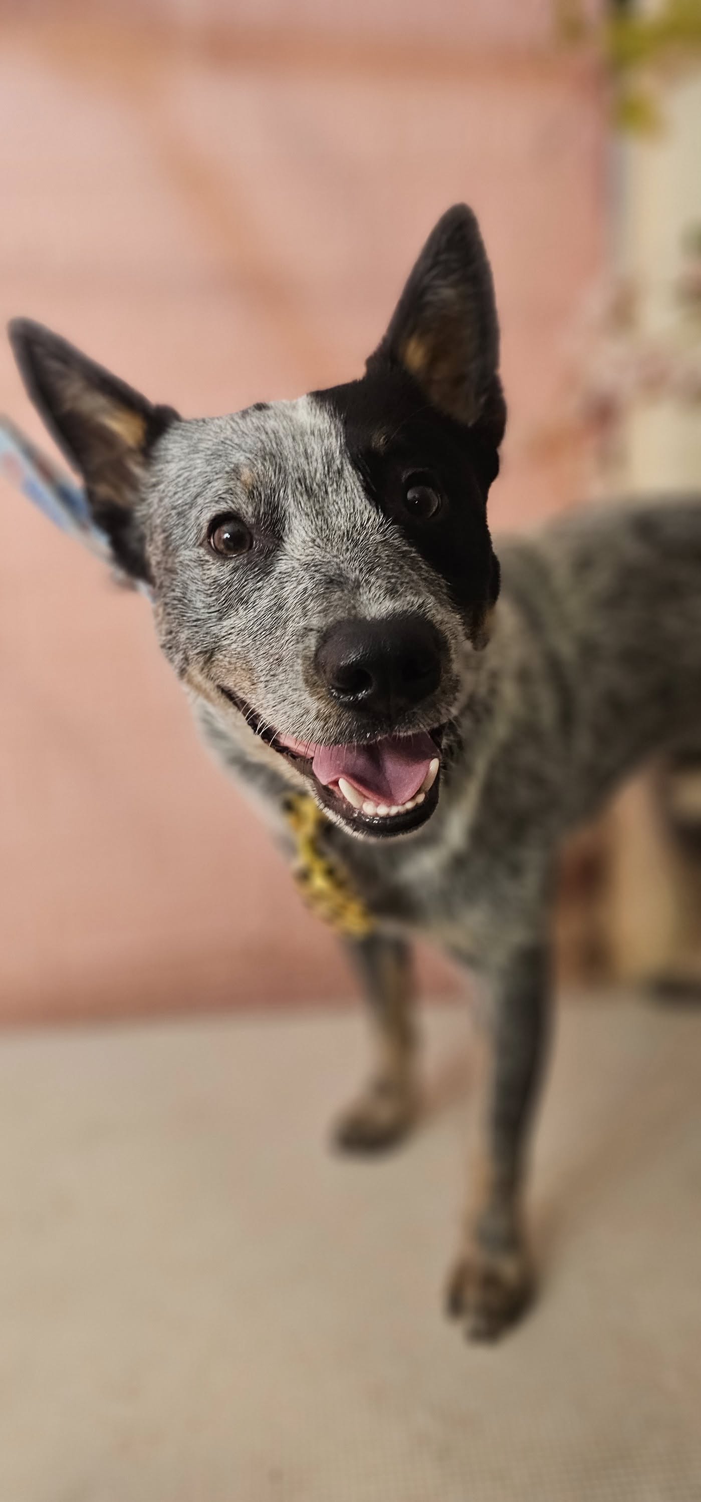 Close up of dog face looking clean