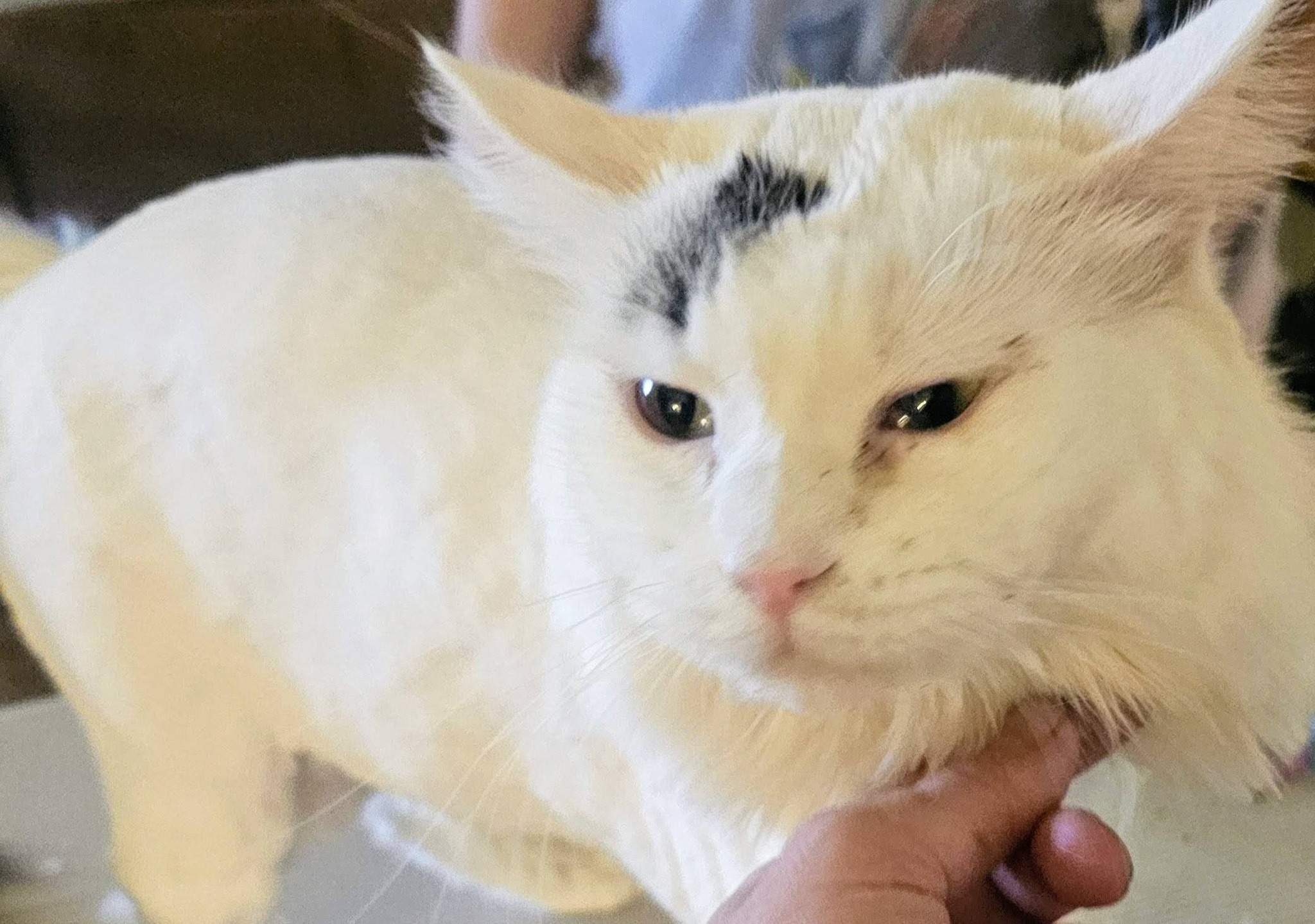 Two dogs sitting together nicely