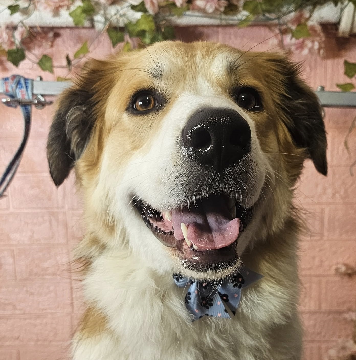 Bulldog looking fresh and clean