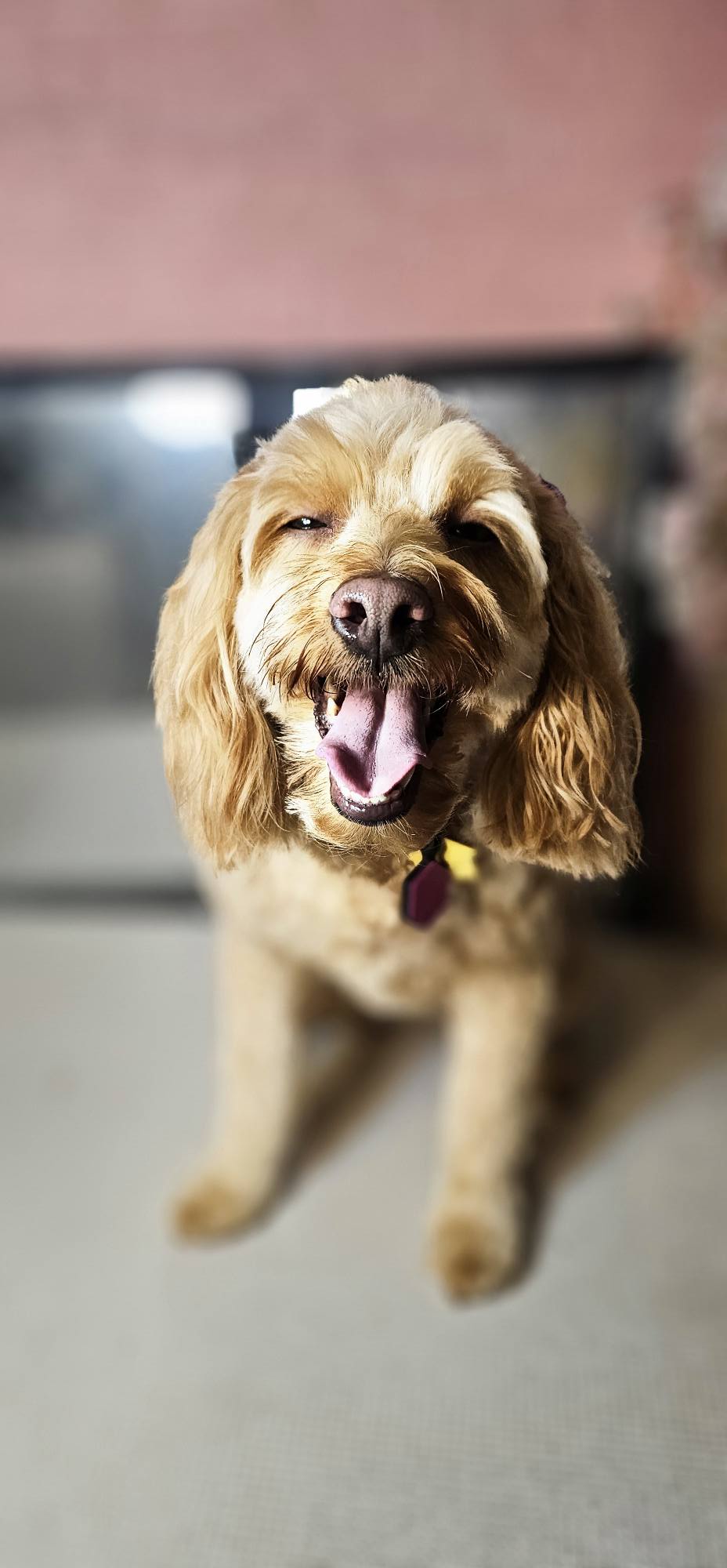 Spaniel with long groomed ears