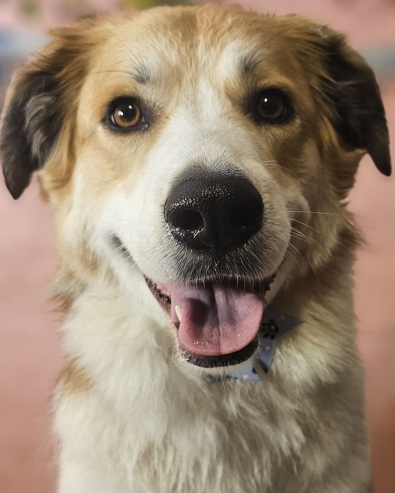 Golden retriever looking calm and happy in natural light